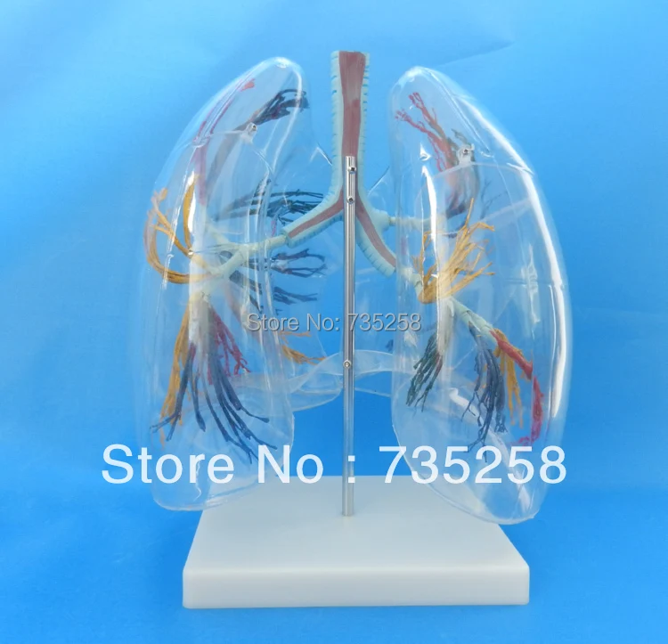 

Model of the Transparent Lung Segment,Transparent Lung Segment Model