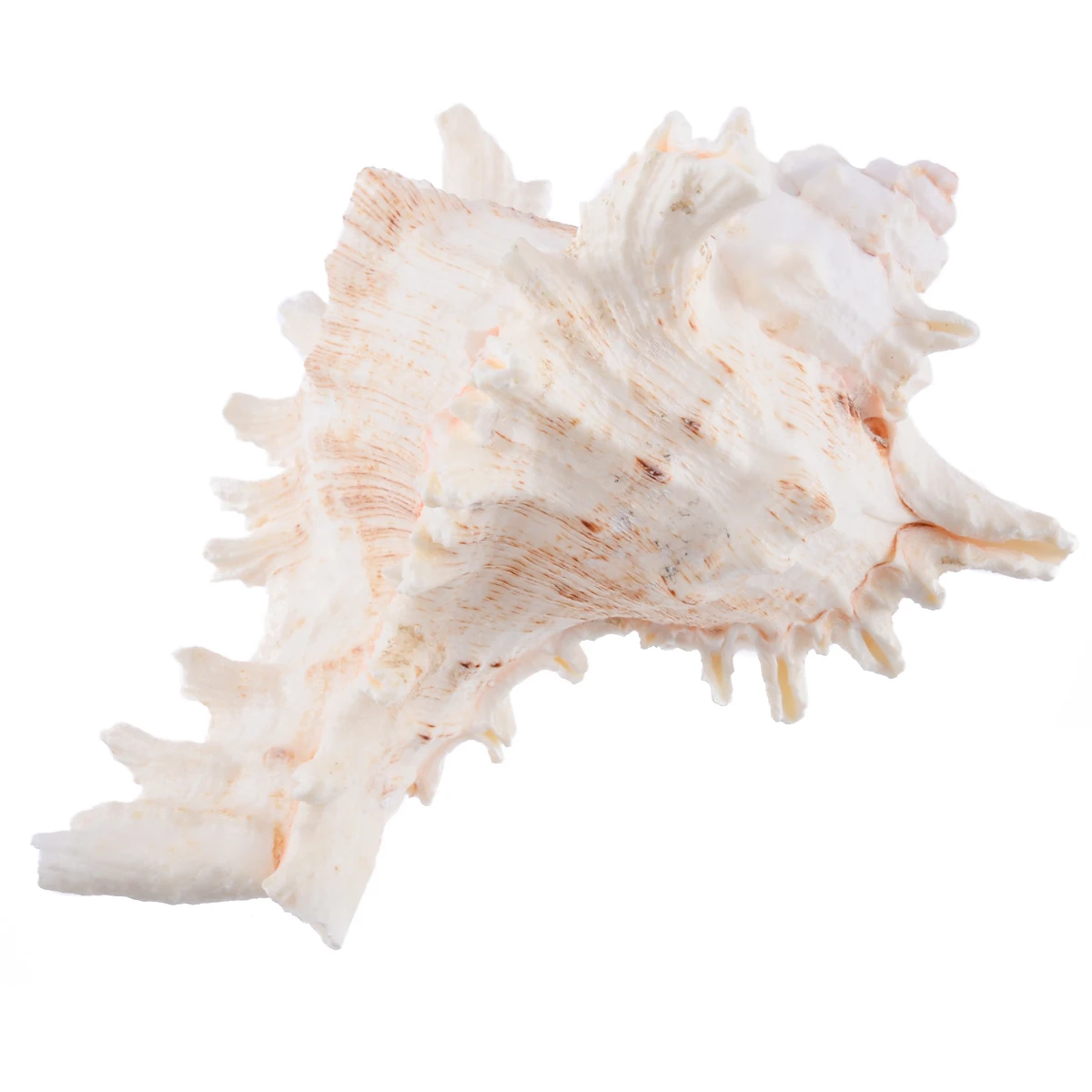 1pc New Large Queen Nautical Shells Conch Natural Seashell Beach As Craft Ornaments Home Decoration Home Furnishings