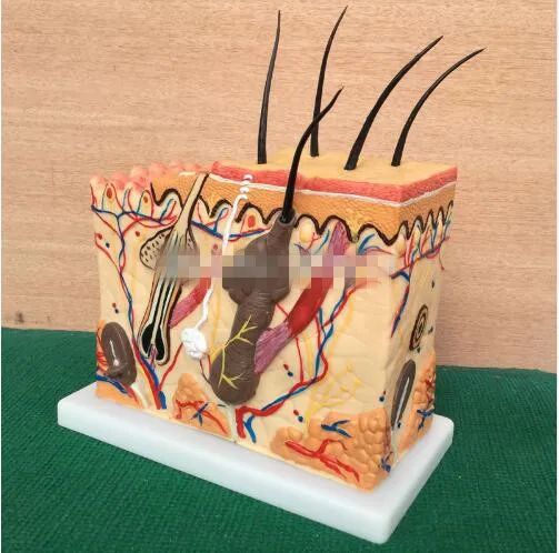 

Skin Block Model, Skin Section model,Human Skin Anatomical Model Tool parts