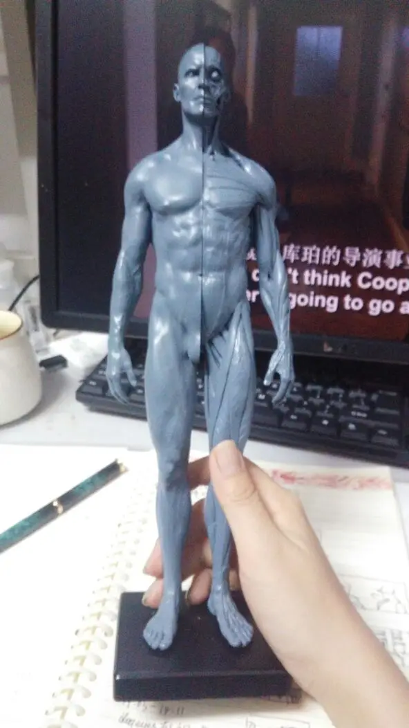 

30cm human skeleton anatomical model Anatomy tools model Skull Head Muscle Bone Medical Artist Drawing