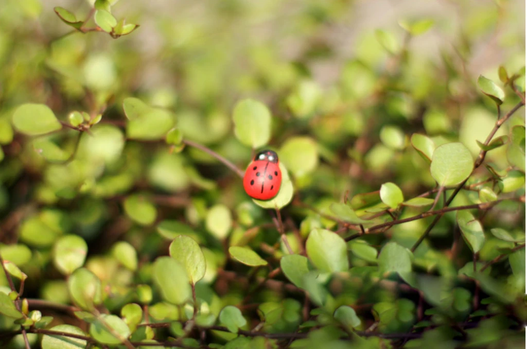 100x Miniature Dollhouse Bonsai Craft Garden Landscape Wooden Ladybug Decor
