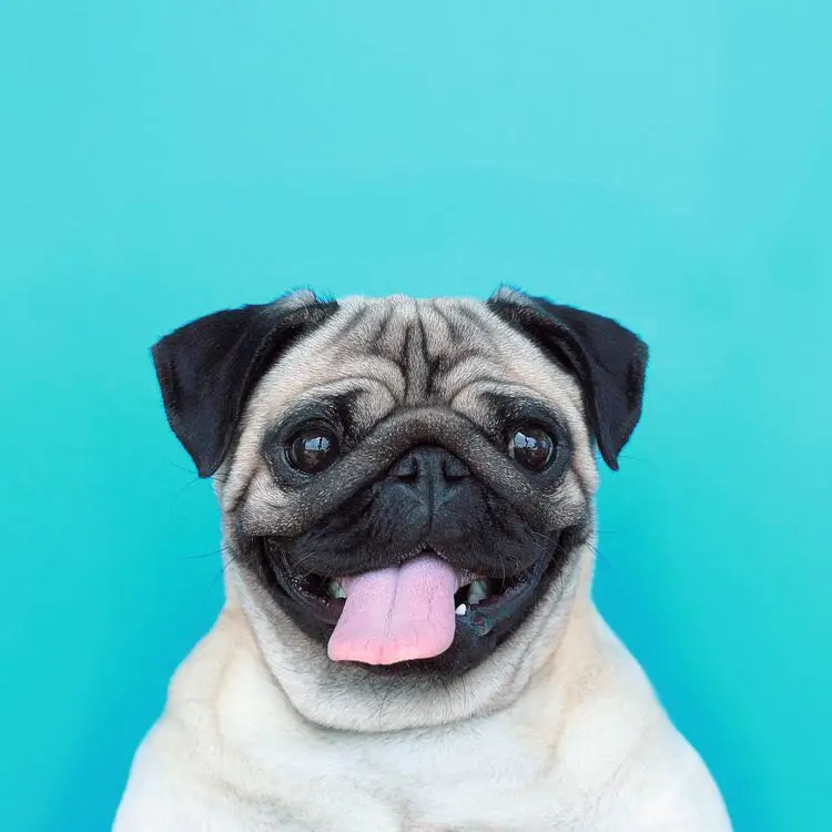 5D DIY Diamond Painting Pug Dog Smile Animals Embroidery Full Square