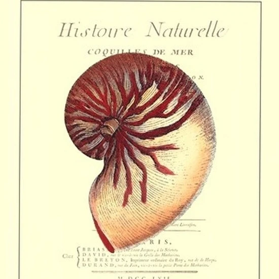Coquilles De Mer I Poster Print (13 x 19)