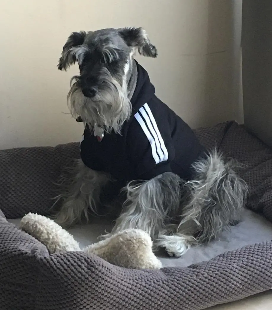 Scheppend Adidog Mascota Ropa para Perro Gato Perrito Sudaderas con Capucha Coat Primavera oto/ño /& Invierno Sudadera