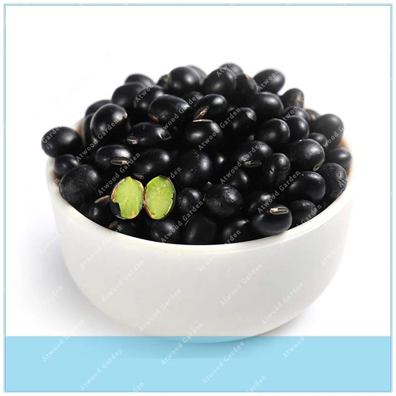 

20PCS Black Garden Bean Phaseolus vulgaris Hybrid Vegetable Bonsai heirloom tasty snap bean garden plants