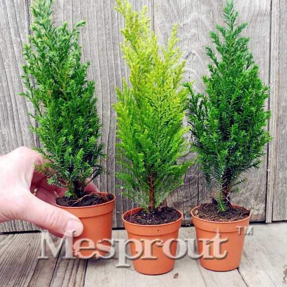 

50PCS ITALIAN CYPRESS (Cupressus Sempervirens )Tree Bonsai,popular hardy bonsai for home garden planting Free shipping!!