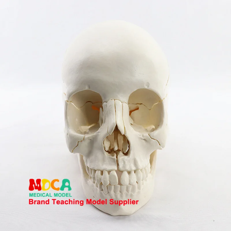 1:1 Lifesize Human Skull Model True colors Medical teaching equipment 22 Parts Anatomical Anatomy Skeleton Model