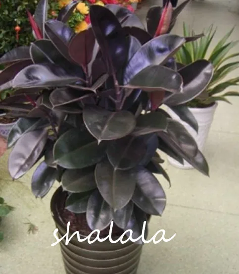 50 / Pack Rare Bonsai Ficus Elastica \ 50 / Pack Rare Bonsai Ficus Elastica \