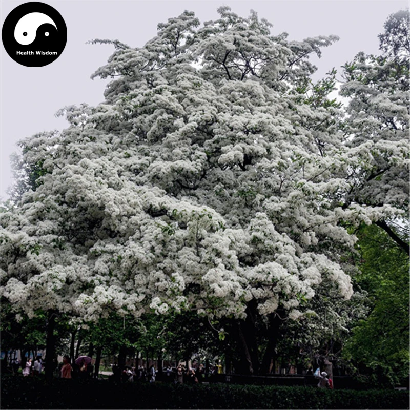 Buy Tassel Tree Semente 60pcs Plant Chionanthus Retusus Liu Shu Treein