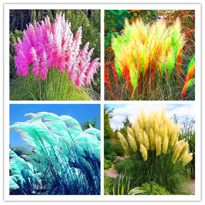 

Genuine! 300 Pcs New Rare Purple Pampas Grass Bonsai Ornamental Plant Flowers Cortaderia Selloana Grass Plant DIY home garden