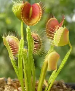 Big Promotion!!! 100 Pcs Drosera Peltata Potted Plant Circular Sundew Carnivorous Plants Garden Venus Flytrap Bonsai Plant