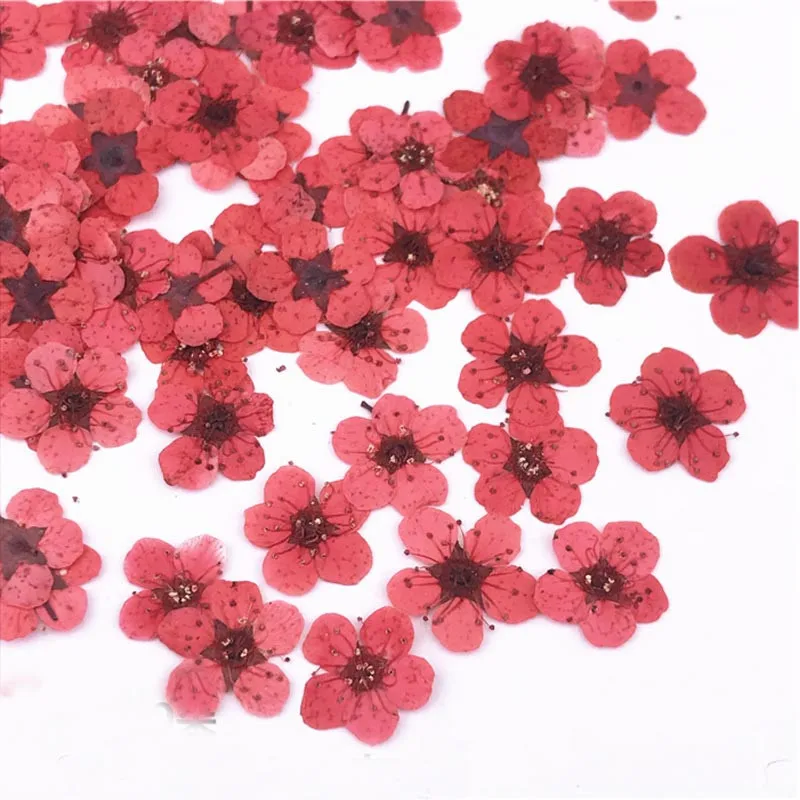 Маленькая звезда цветок ручной работы сделай сам Натуральные сушеные цветы сушеный гербарий материал сумка 1 лот/200 шт