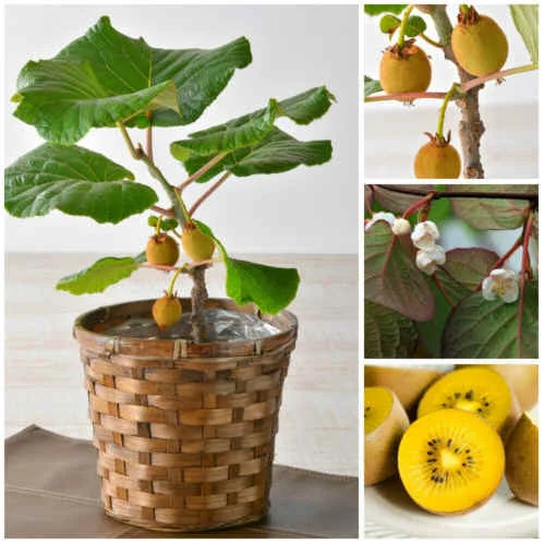 https://ae01.alicdn.com/kf/HTB12z.2IXXXXXXxXpXXq6xXFXXXV/150pcs-Rare-Yellow-Golden-Kiwi-Fruit-Seeds-Very-Sweet-Taste-Fruits-with-Rich-Nutrition-and-Good.jpg