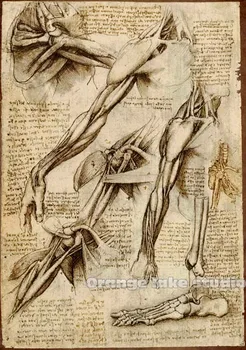 

Da Vinci manuscript Vintage Dissection Painting Pure cotton Canvas Wall Art Picture Home Decoration Living Room Canvas Print A1