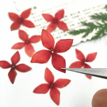 12 шт. натуральный пресс Дракон лодка цветок пресс ed настоящие сухие цветы для поделок искусство ремесла Закладка изготовление скрапбукинга