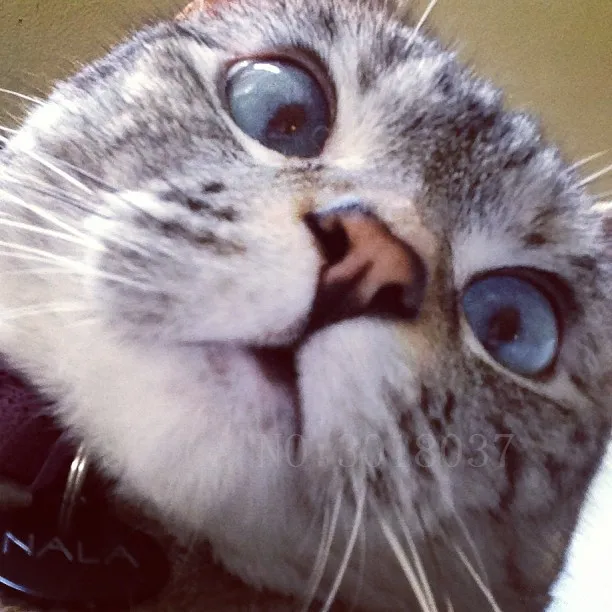 

Diamond Mosaic Diy 5D Diamond Embroidery Stare Eyes Cat 3D Diamond Painting Cross Stitch Floral Rhinestone Decoration Sunflowers