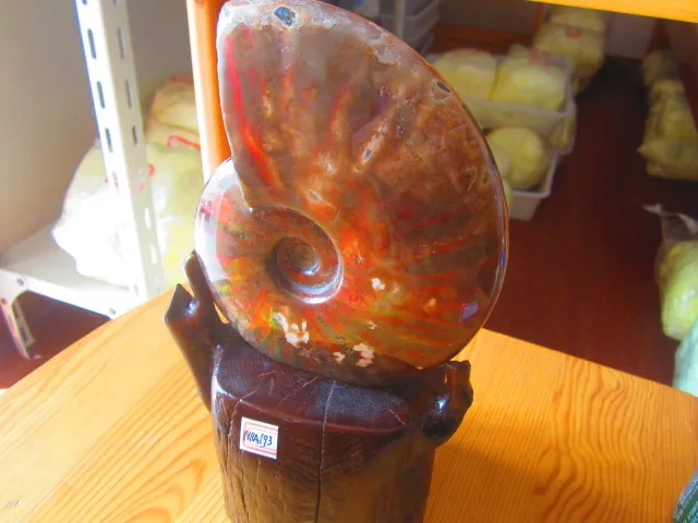 Best Price 700g(1.54 lb) Iridescent Ammonite Ammolite Specimen Fossil Madagascar NRA193