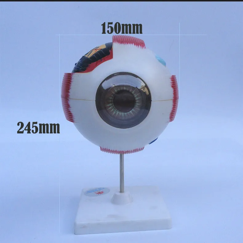 6X глаз анатомическая модель орган, анатомия образец человека модель медицинская наука обучающие материалы
