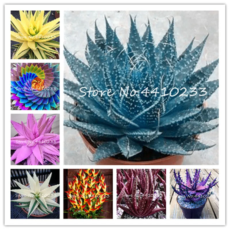 

Sale! 200 Pcs Rainbow Aloe Bonsai, Mixed Excellent Indoor Succulent Plants Edible Beauty Cosmetic Aloe Vera Bonsai Garden Plants