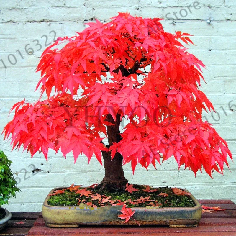 

Best-Selling!20 bonsai maple tree Plantas Bonsai tree gardenling. rare sky blue japanese maple Plante Balcony plants for home ga