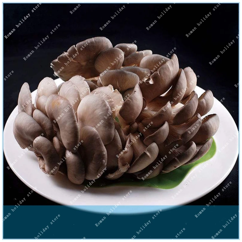 

ZLKING Delicious Mushrooms 100pcs Vegetable Rare Pleurotus Mushroom Strains Geesteranus Easy Growing