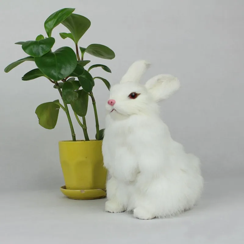 rabbit-3