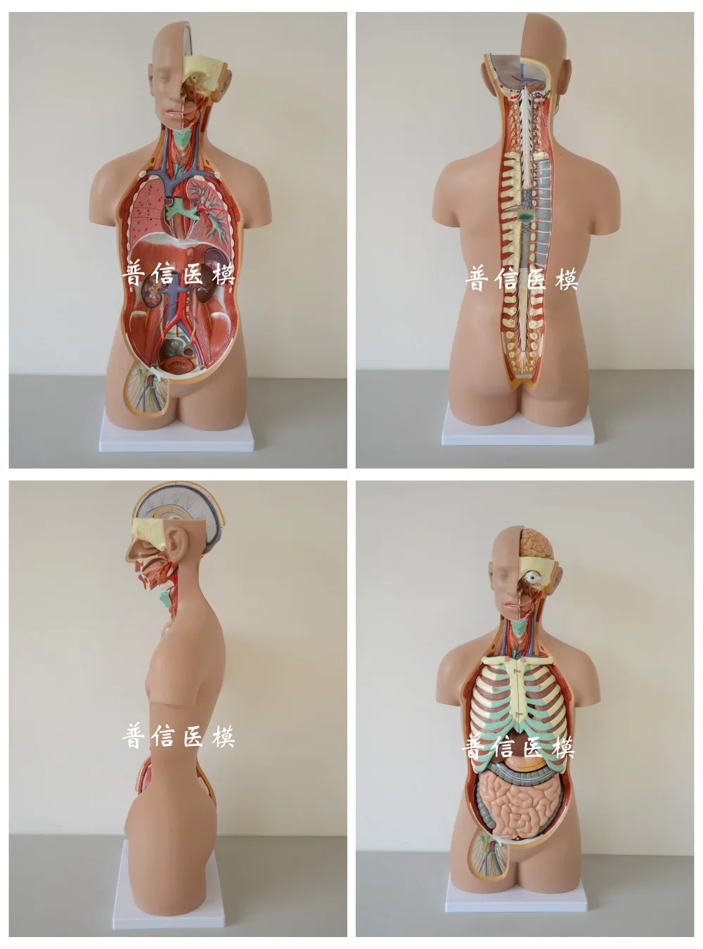 US $450.00 Free shippingamp11 size 85cm human torso model 17 partsorgans anatomicalViscus Structure of human bodymedical anatomical model