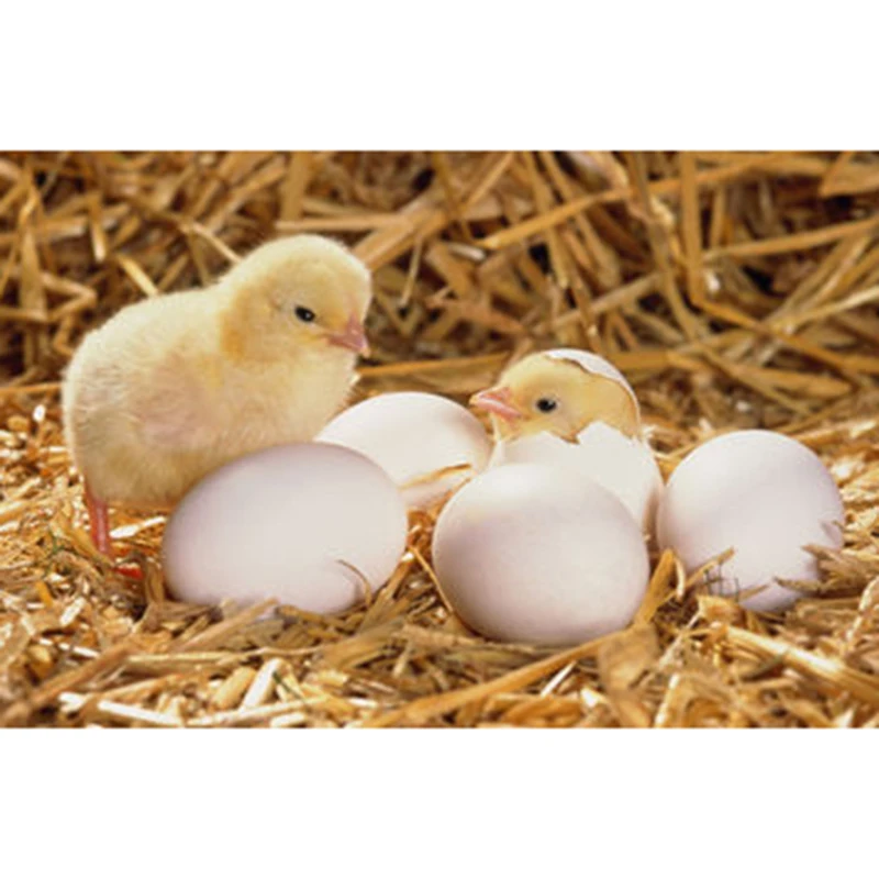 5D DIY Diamond Embroidery Diamond Cross Stitch Rhinestone Mosaic Decorating a Newborn Chick 
