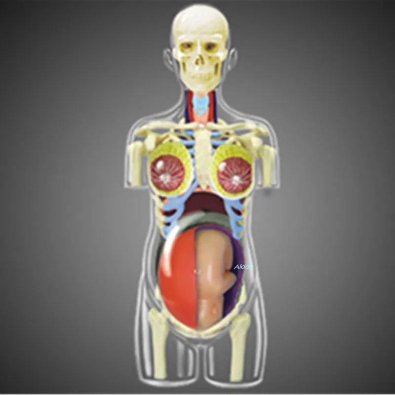 

4D XXRAY BRIAN BFF Original Fake Anatomy Of The Organ Teaching Model Street Art Plastic 20CM Action Figure Toy BOX Z1478