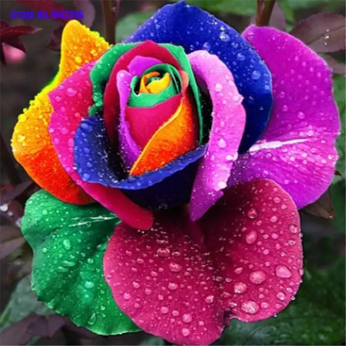 

200pcs Rare Holland Rainbow Rose Flower Lover Multi-color Home Garden rare rainbow rose flower plants Home Garden Decoration