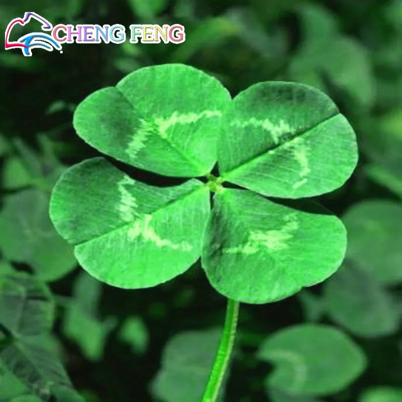 

New Arrival 200 bonsai Trifolium Repens White Dutch Clover bonsais Four Leaf Clover Lucky Grass Home Garden Plant free shipping