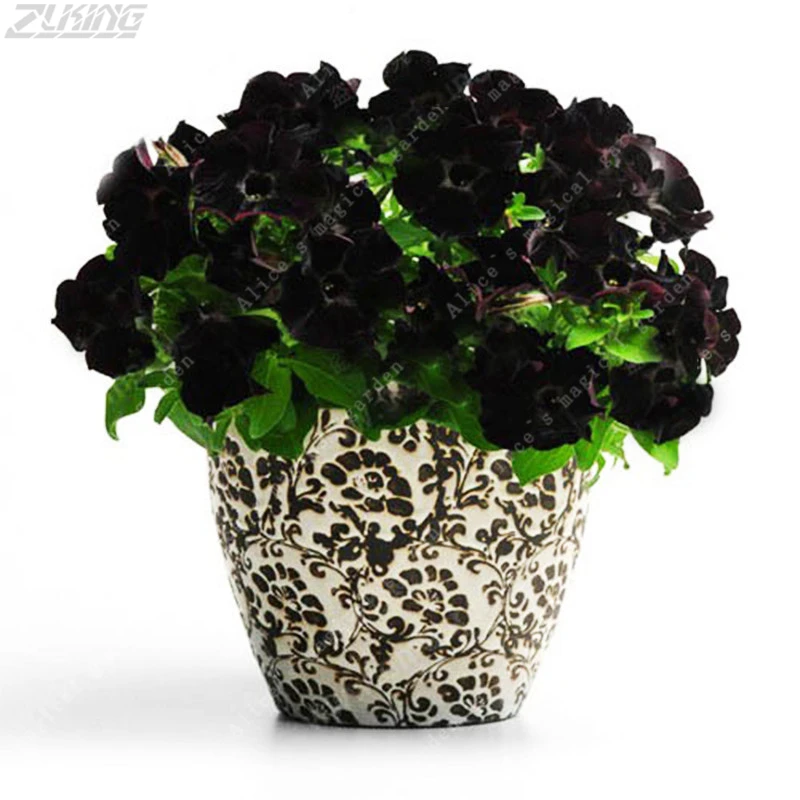 ZLKING 100 шт. черный Петуния цветы бонсай редкие красивые многолетнее Hybrida горшечных растений, которые привлекают бабочки