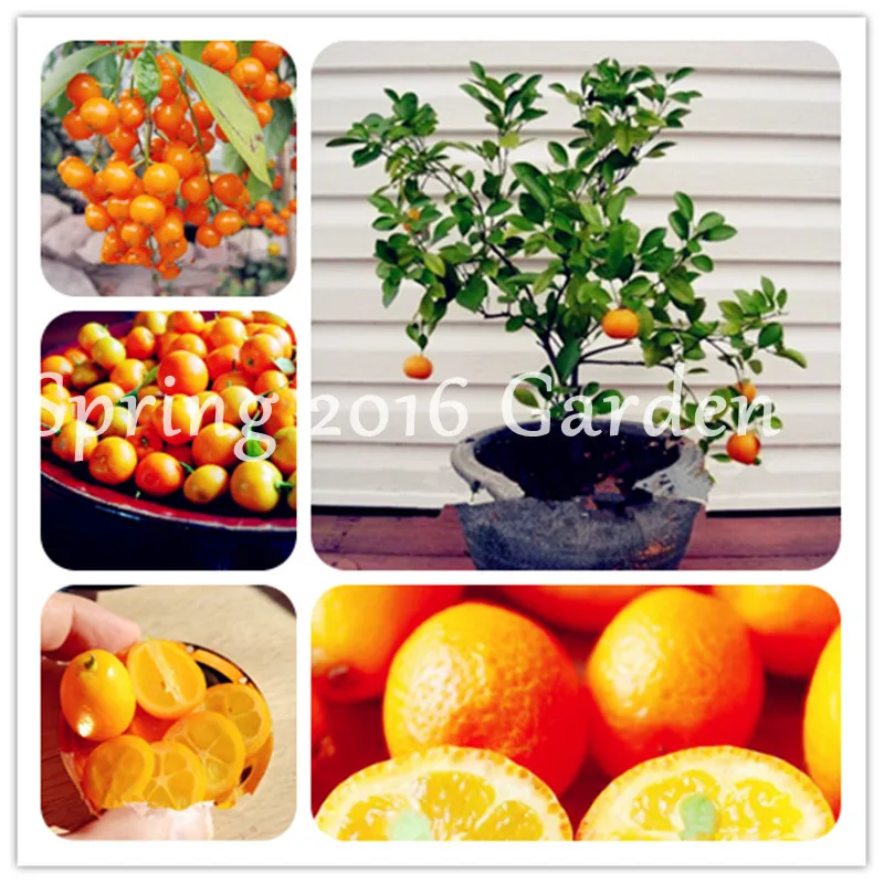 

Citrus Plant Bonsai Mandarin Orange bonsai Edible Sweet Fruit Bonsai Tree plant Healthy Food Home Garden Easy To Grow 30 Pcs