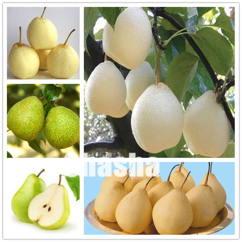 

50 pcs Pear Bonsai(Pyrus Communis) Rare Organic Fruit Tree Bonsai In Bonsai Super Sweet Fruit Bonsai For Garden Plants