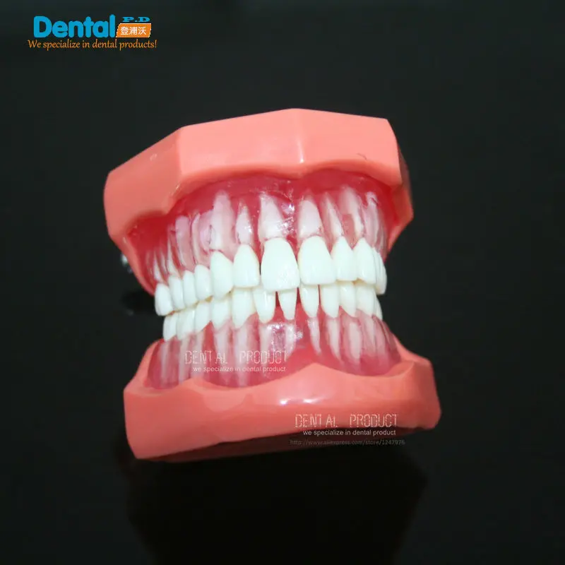 modelo-de-extraccion-dental-producto-dental-modelo-de-ensenanza