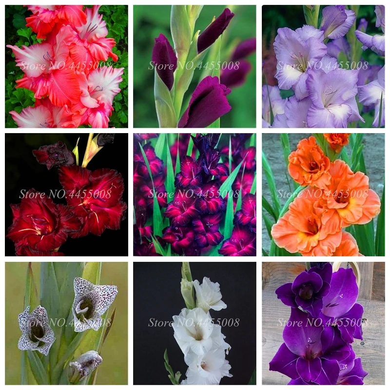 200 шт./пакет карликовые деревья Planta Gladiolus цветок Открытый Редкий меч лилии для DIY дома садовое насаждение аэробный горшечный Декор