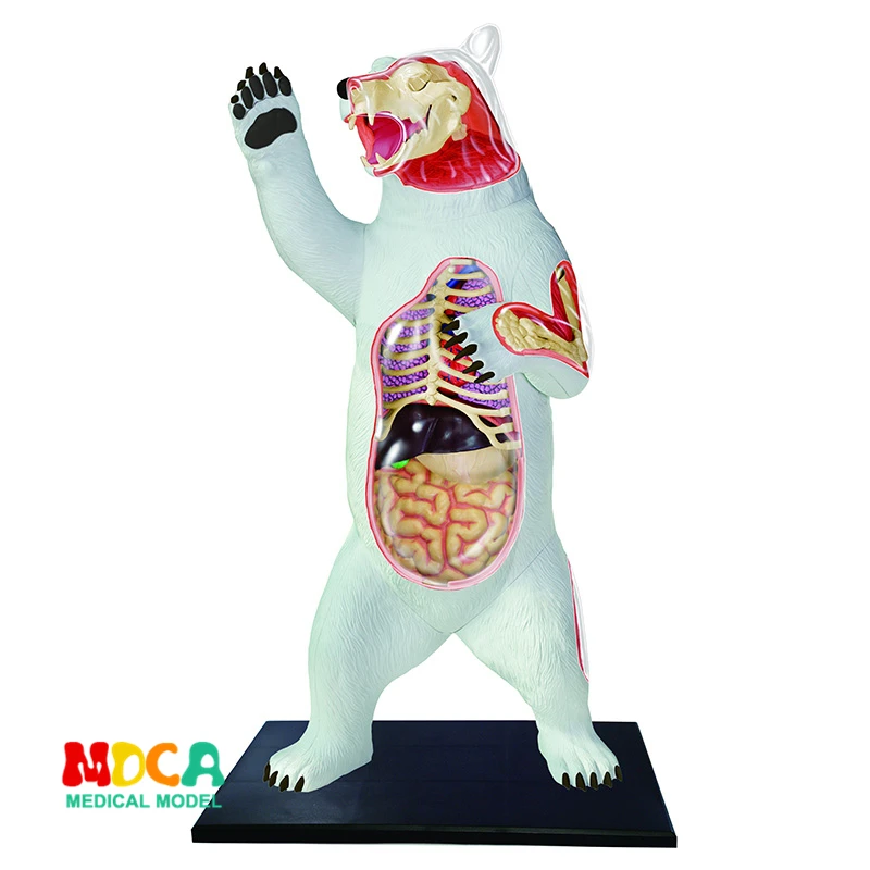

Fashion Educational Designer Toys 4D Animals Puzzle Master Simulation DIY Anatomical model for Children mkd3 Polar Bear