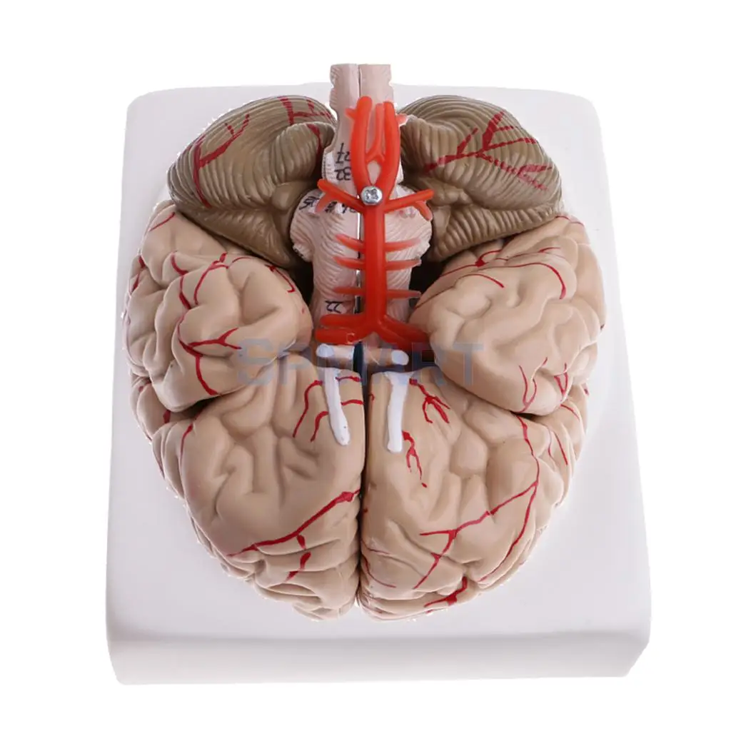 

1:1 Life Size Removable 9 Parts Human Cerebra with Arteries School Medical Teaching Model Lab Supplies