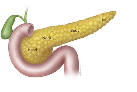 pancreas_anatomy_label