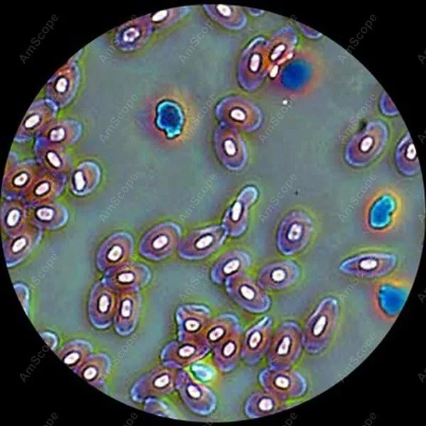 AmScope-실험실 클리닉 수의사 대비 현미경, 40X-1600X, 실험실 클리닉, 수의사, 삼안 포탑, 위상 대비 현미경 시계