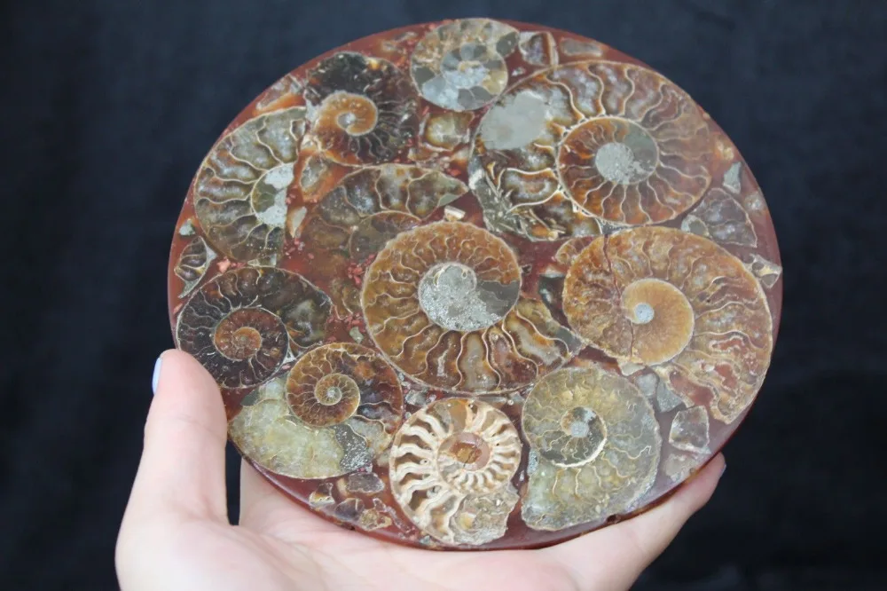 Unico Bella Mezza Cut Ammonite Shell Disco Fossil Madagascar
