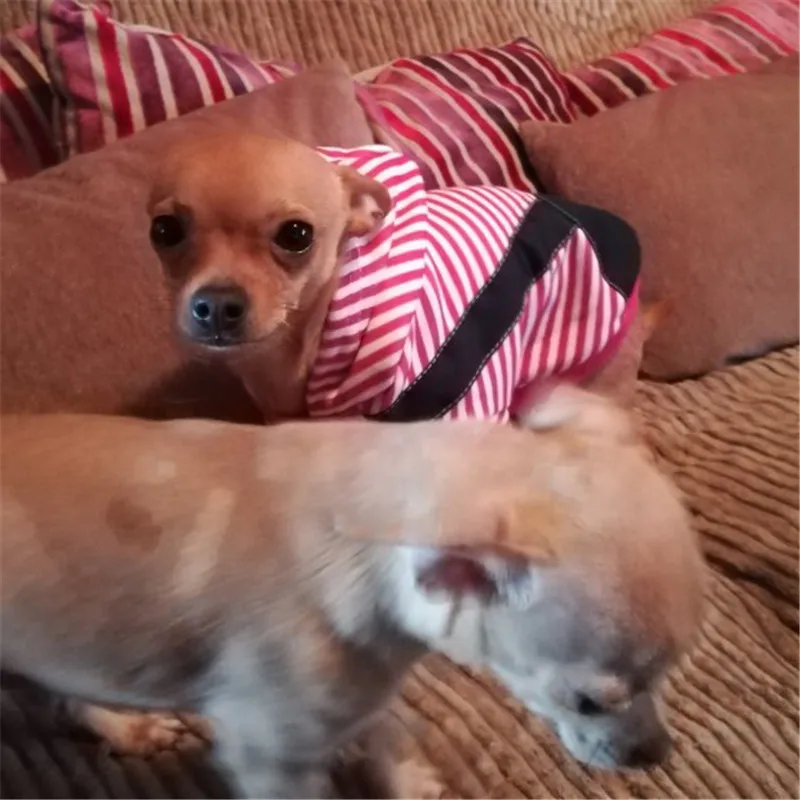 Dog Clothes Stripe Hoodies Warm Pet Coat Outfit for Small Large Dogs Chihuahua Clothing Golden Retriever Coat Jacket18