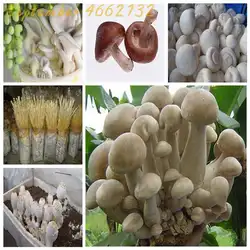 Большая Акция 100 шт гриб бонсай забавные суккуленты удивительные съедобные полезные овощи для Happy Farm Бесплатная доставка