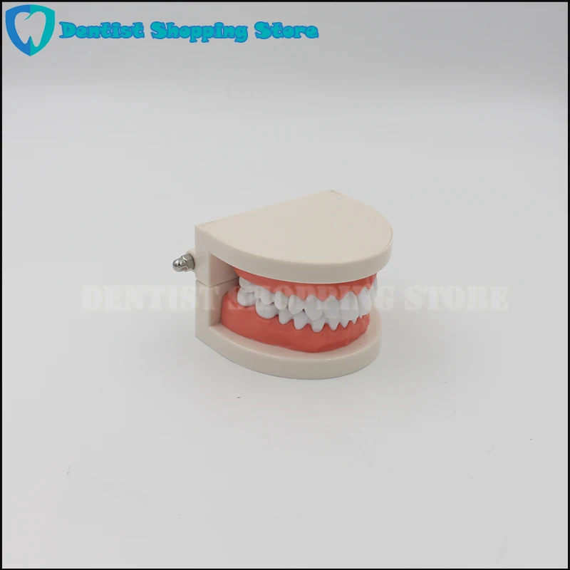  Dental Brushing Teeth Teaching Model for Child Kids Learning Teeth Gums Standard Demonstration Tool - 32899736954