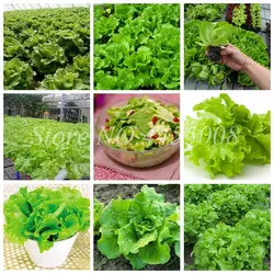 Импортируется из 1000 шт. открытый растения очень легко расти салат бонсай мини огород Планта Sementes DIY двор Semillas