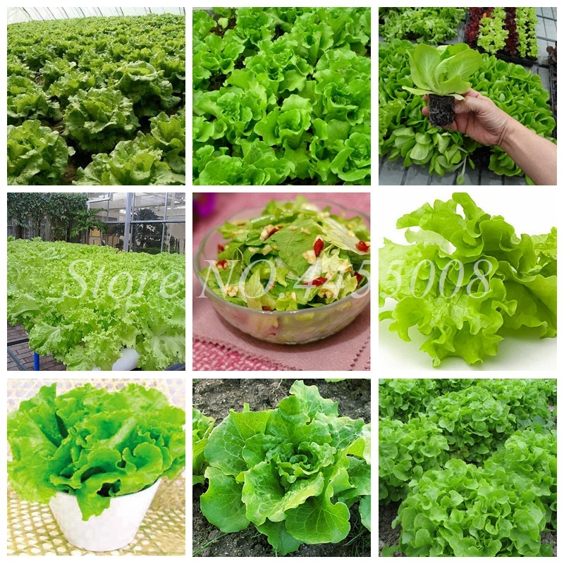 

Imported 1000 Pcs Outdoor Plants Very Easy Grow Lettuce Bonsai Mini Garden Vegetable Planta Sementes DIY Courtyard Semillas