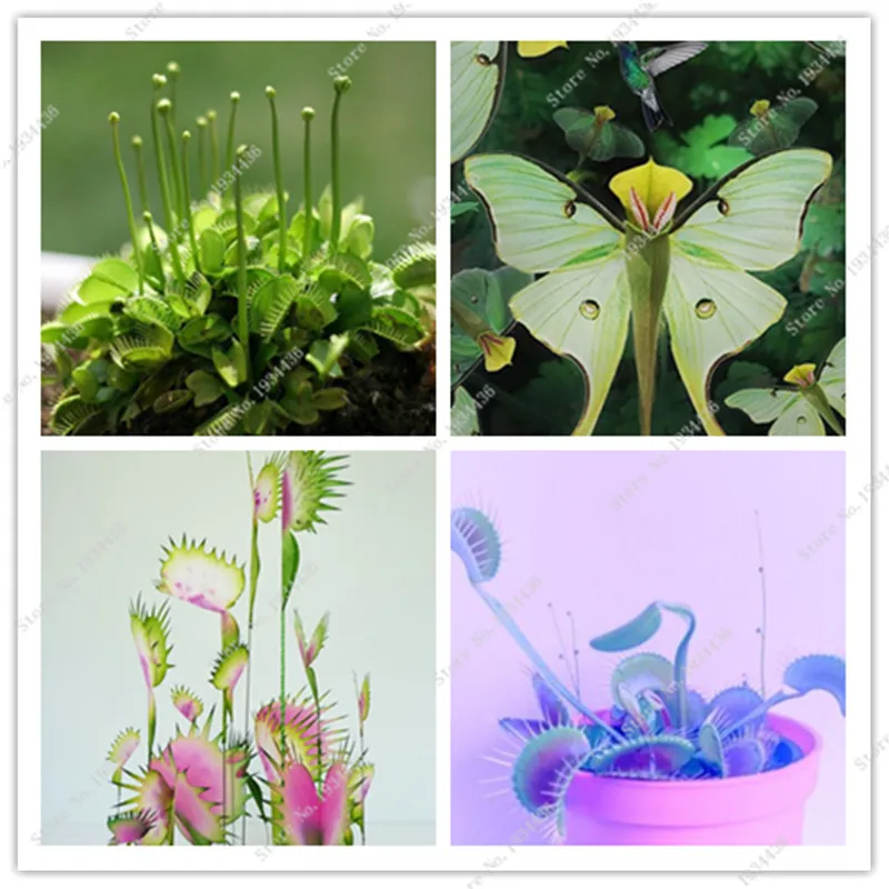 Plantas раран хищные горшках Plantas Para Jardim Венера Fly Trap 50 шт./лот