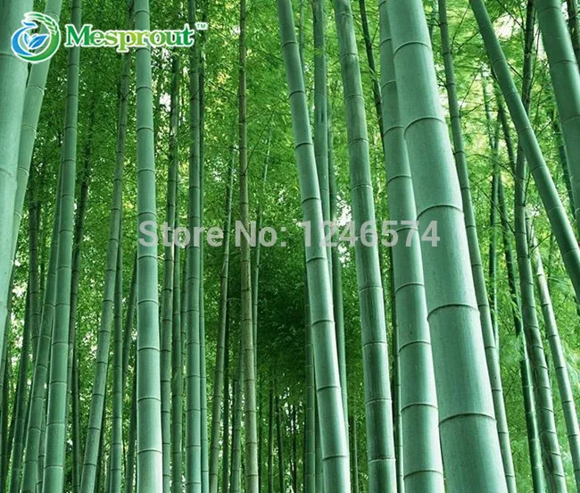 Огромный 100 бонсай гигантский Phyllostachys Pubescens Moso Bamboo бонсай Hardy-Giant