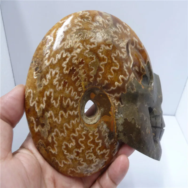 

NATURAL Conch fossil Crystal carved skull HEALING T403