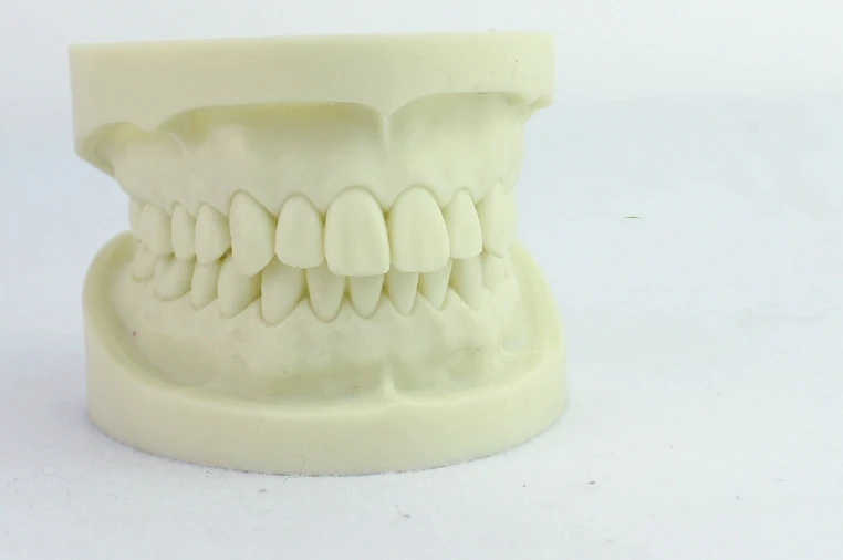 

1pc Dental Full-mouth standard dental model Tooth Teach Dental Equipment 28 teeth close to the normal tooth hardness